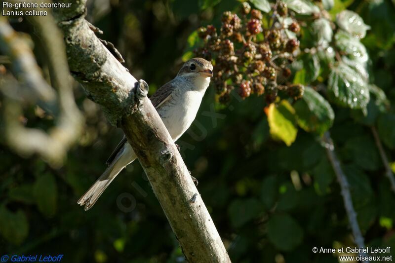 Red-backed Shrike