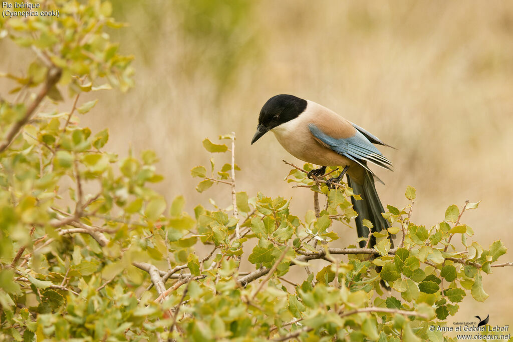 Pie ibérique - Pie-bleue ibérique<br />