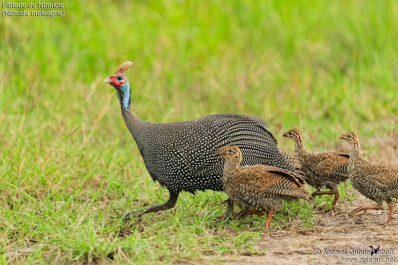 Helmeted Guineafowl