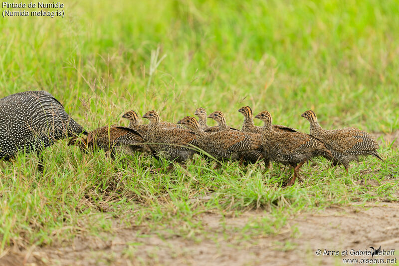 Helmeted Guineafowljuvenile