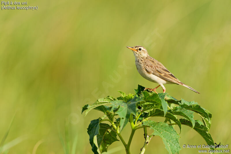 Pipit à dos uniimmature