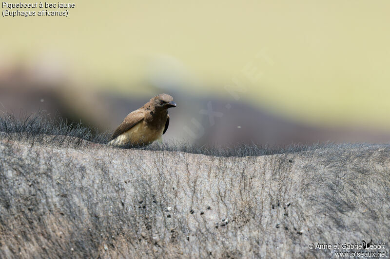 Yellow-billed Oxpeckerimmature