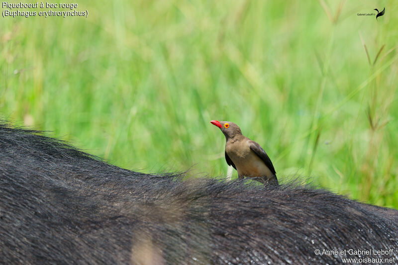 Red-billed Oxpeckeradult