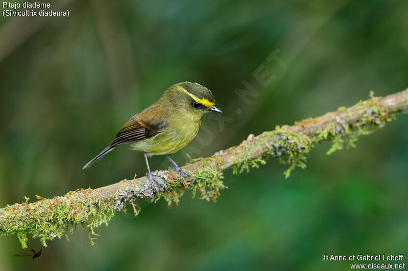 Yellow-bellied Chat-Tyrant