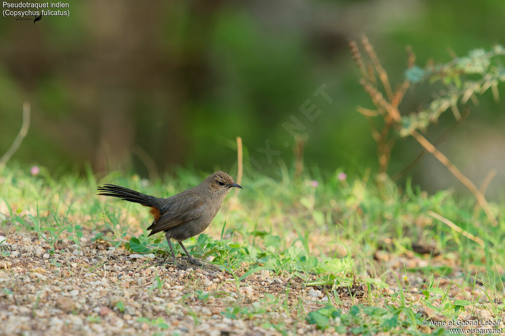 Pseudotraquet indien femelle