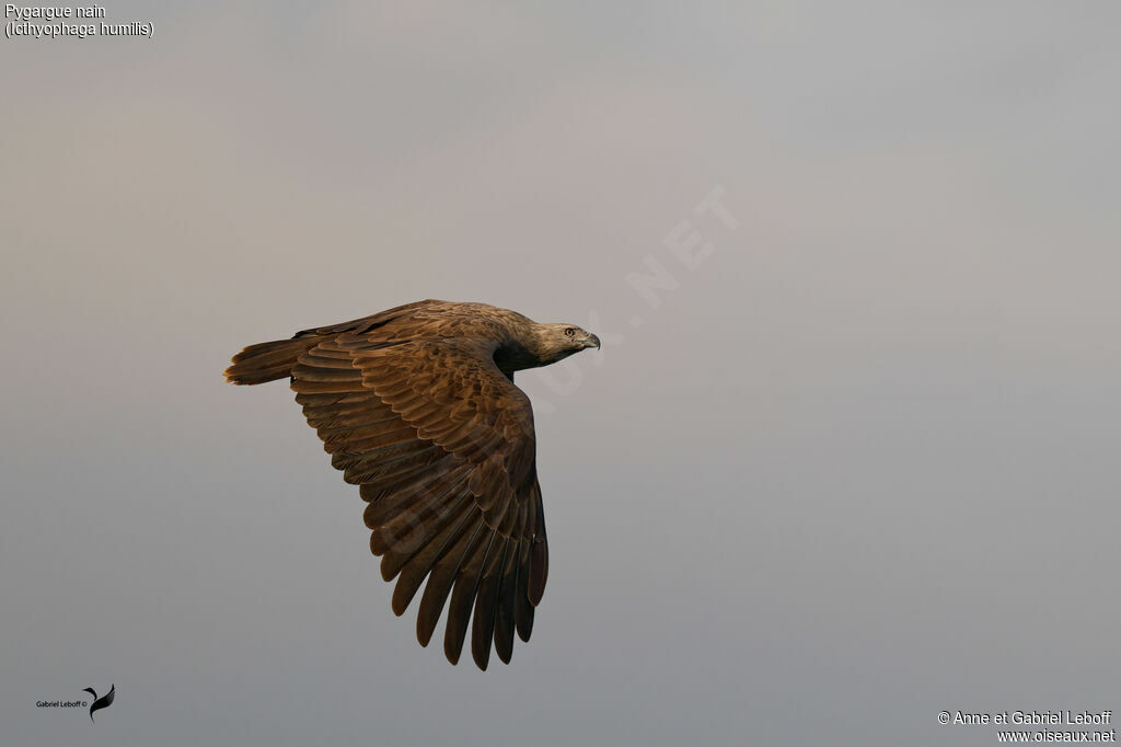 Pygargue nainadulte, Vol