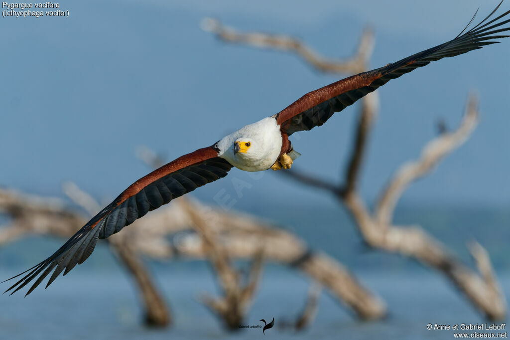 Pygargue vocifère - Pygargue vocifer<br />