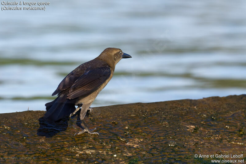 Great-tailed Grackle female