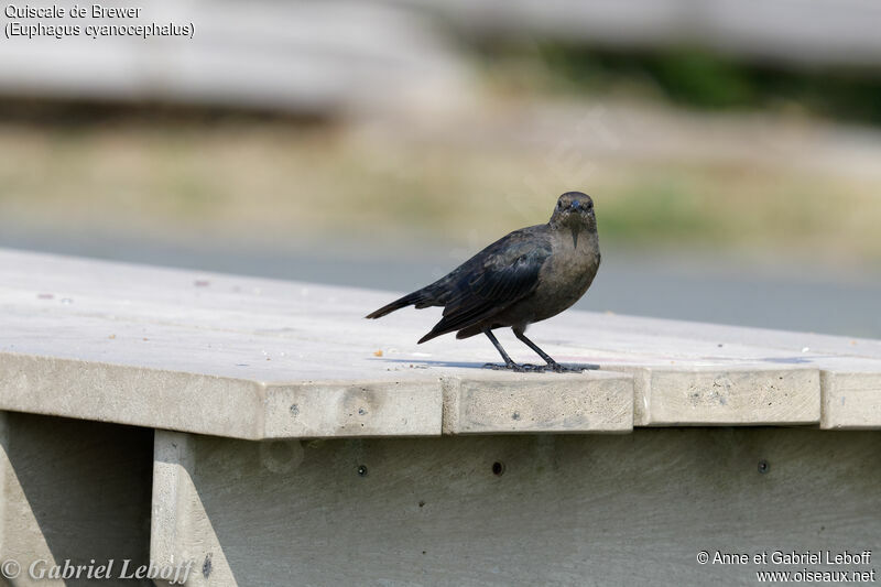 Brewer's Blackbird