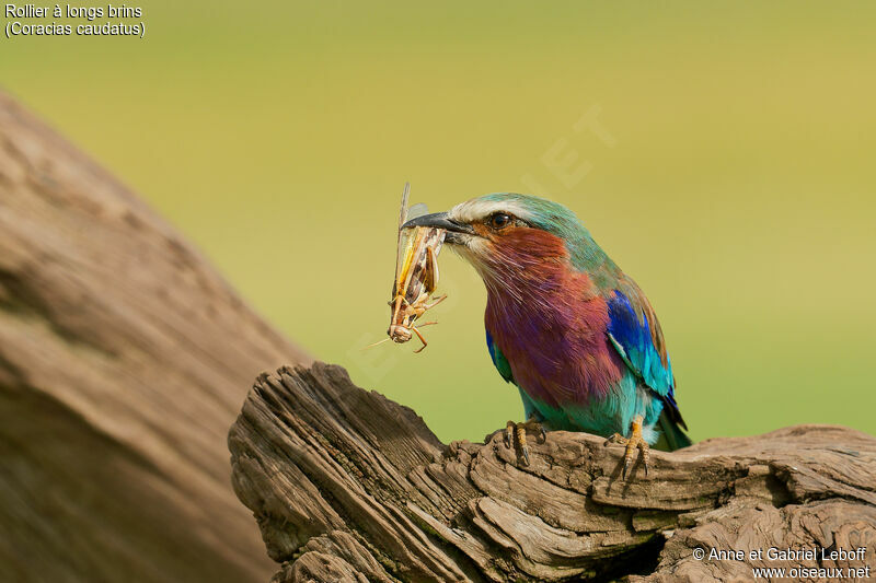 Lilac-breasted Rolleradult