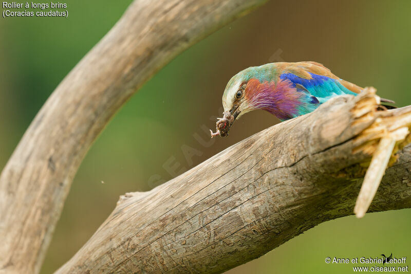 Lilac-breasted Rolleradult, fishing/hunting