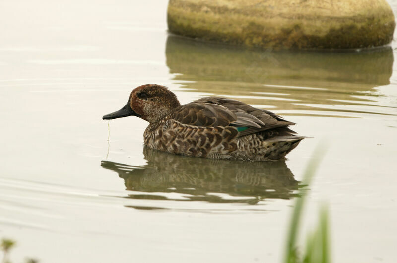 Eurasian Teal