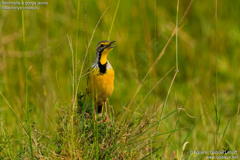 Yellow-throated Longclawadult