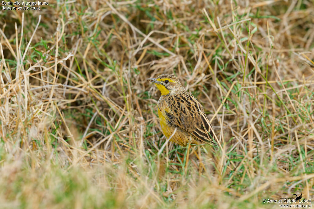 Sentinelle à gorge jaune