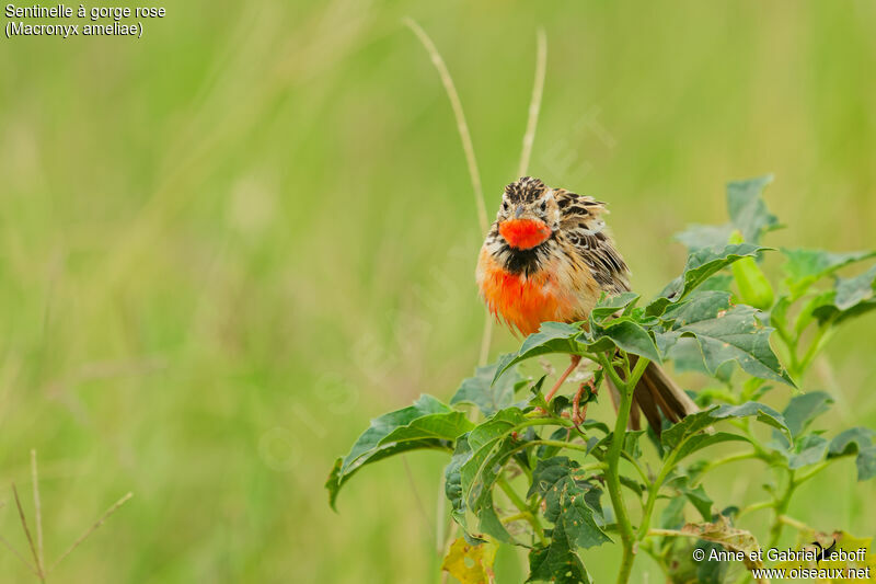 Rosy-throated Longclawadult breeding