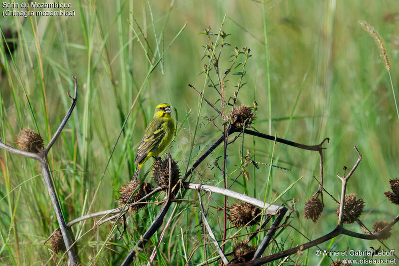 Yellow-fronted Canary