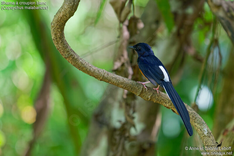 White-rumped Shama male