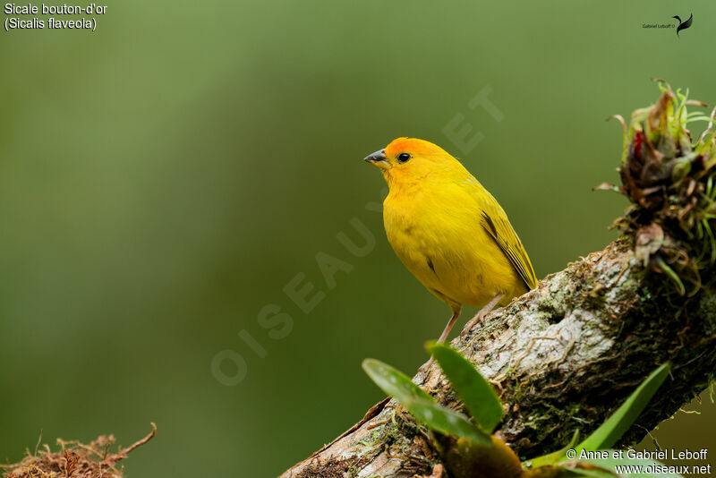 Saffron Finch