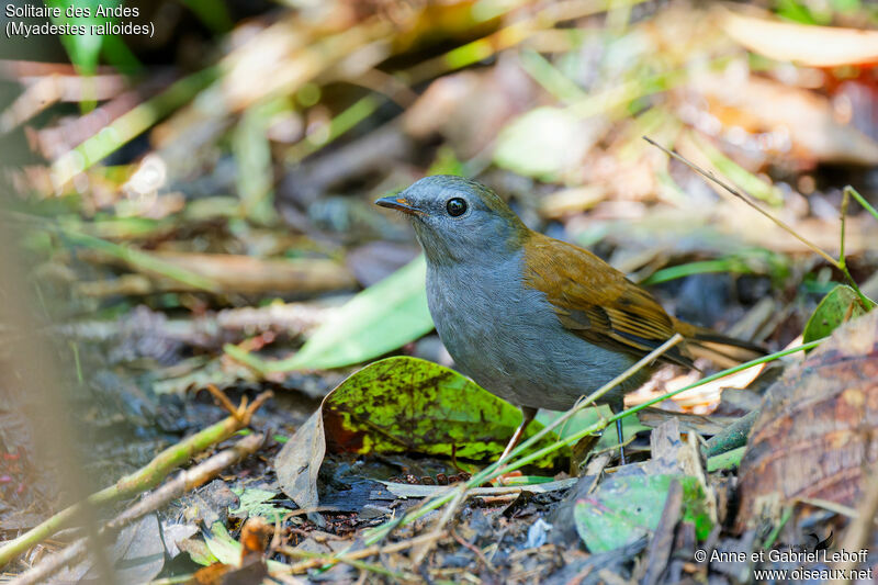 Andean Solitaireadult