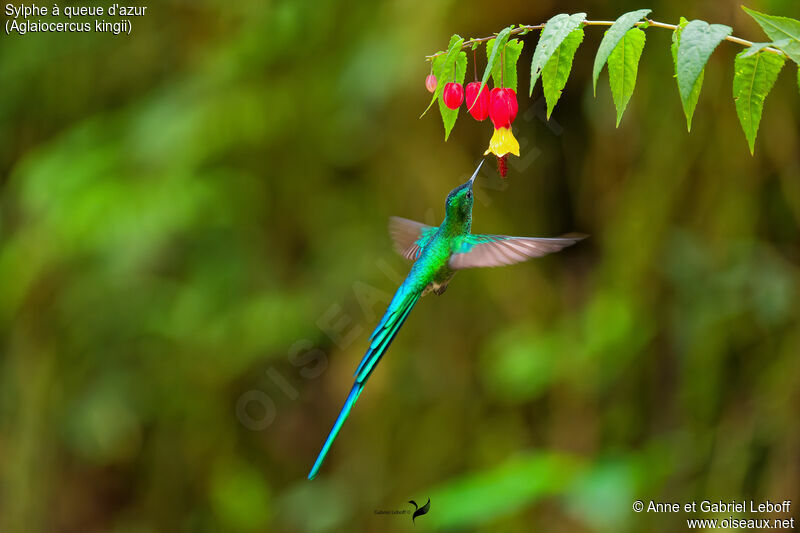 Long-tailed Sylph