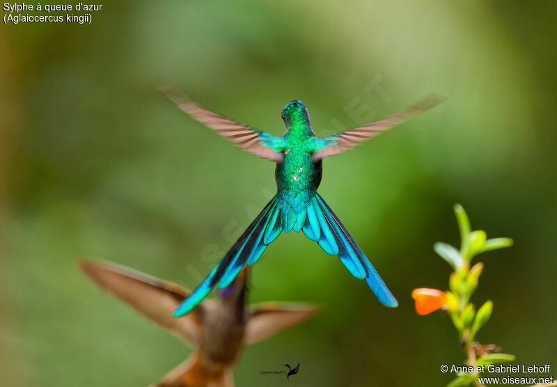 Long-tailed Sylph male adult, Flight