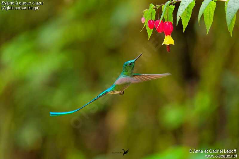 Long-tailed Sylph male adult