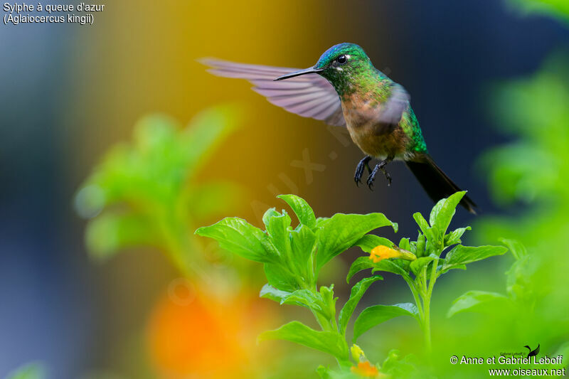 Long-tailed Sylph female adult