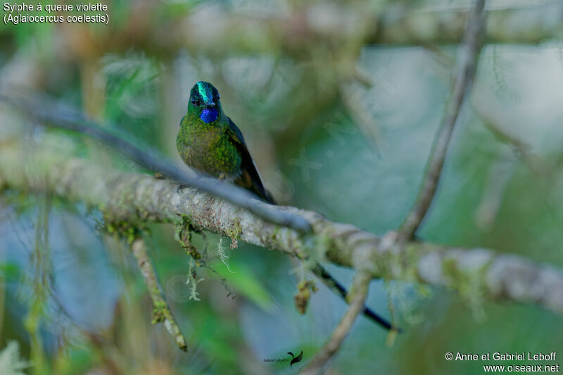 Violet-tailed Sylph male adult