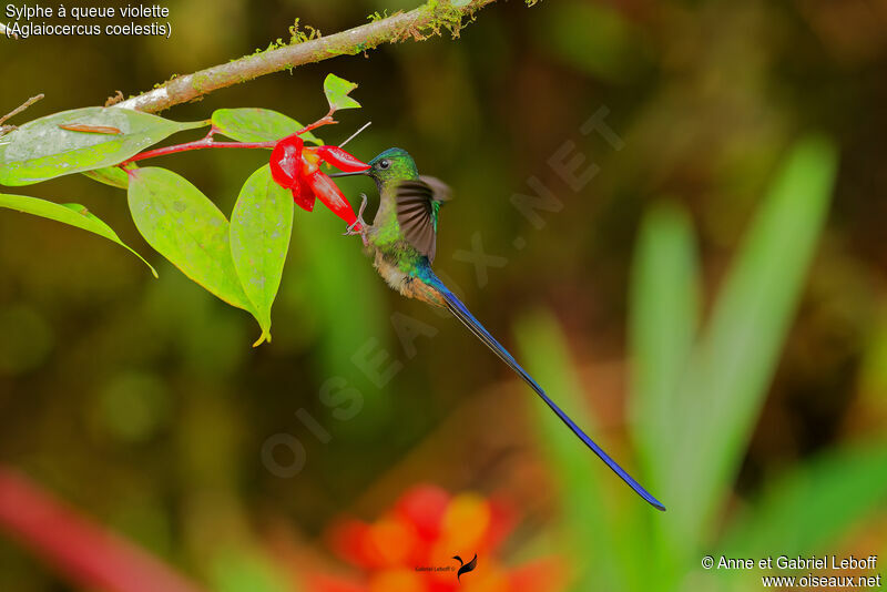 Violet-tailed Sylph male adult