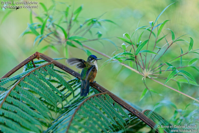 Violet-tailed Sylph female adult