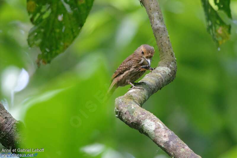 White-whiskered Puffbird male adult, feeding habits