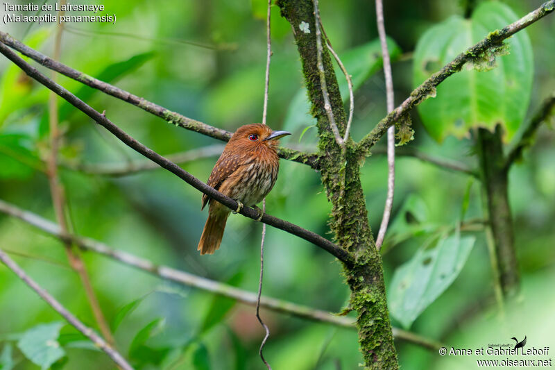 White-whiskered Puffbird