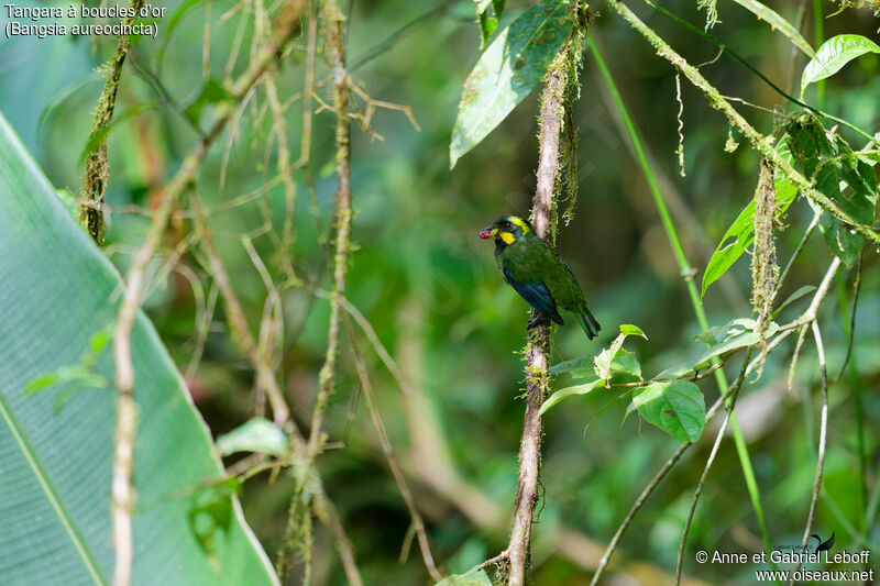 Gold-ringed Tanager male adult