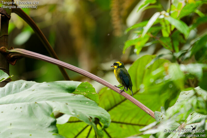 Gold-ringed Tanager female adult