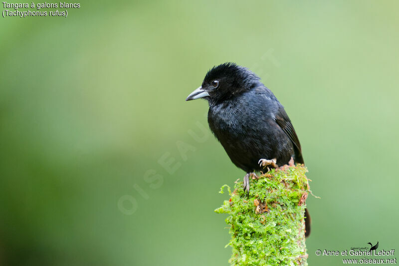 White-lined Tanager