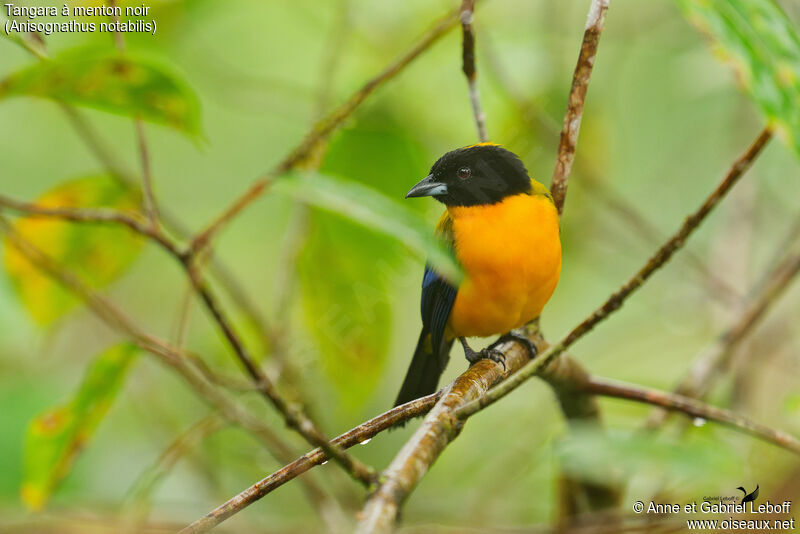 Black-chinned Mountain Tanager