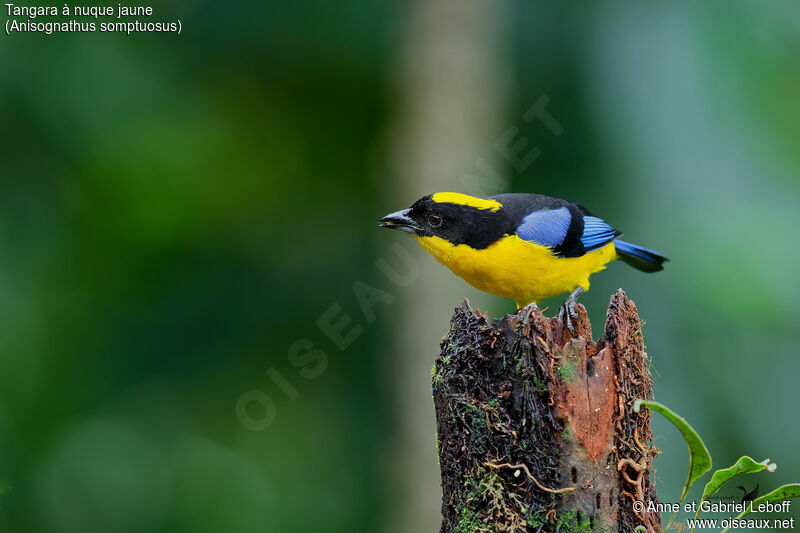 Blue-winged Mountain Tanager