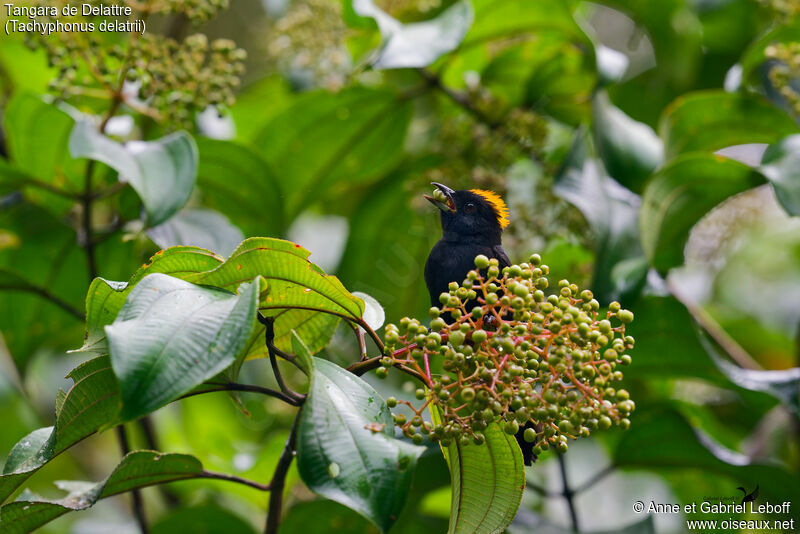 Tawny-crested Tanager male adult