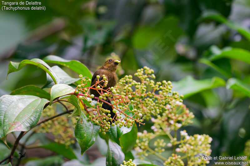 Tawny-crested Tanager female adult