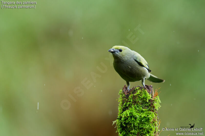 Palm Tanager