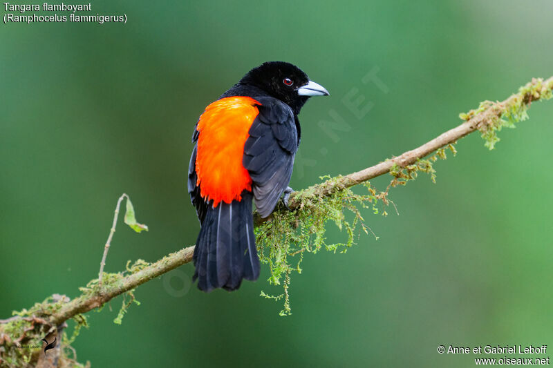 Flame-rumped Tanager male