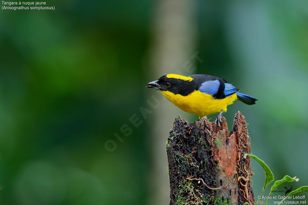 Blue-winged Mountain Tanager