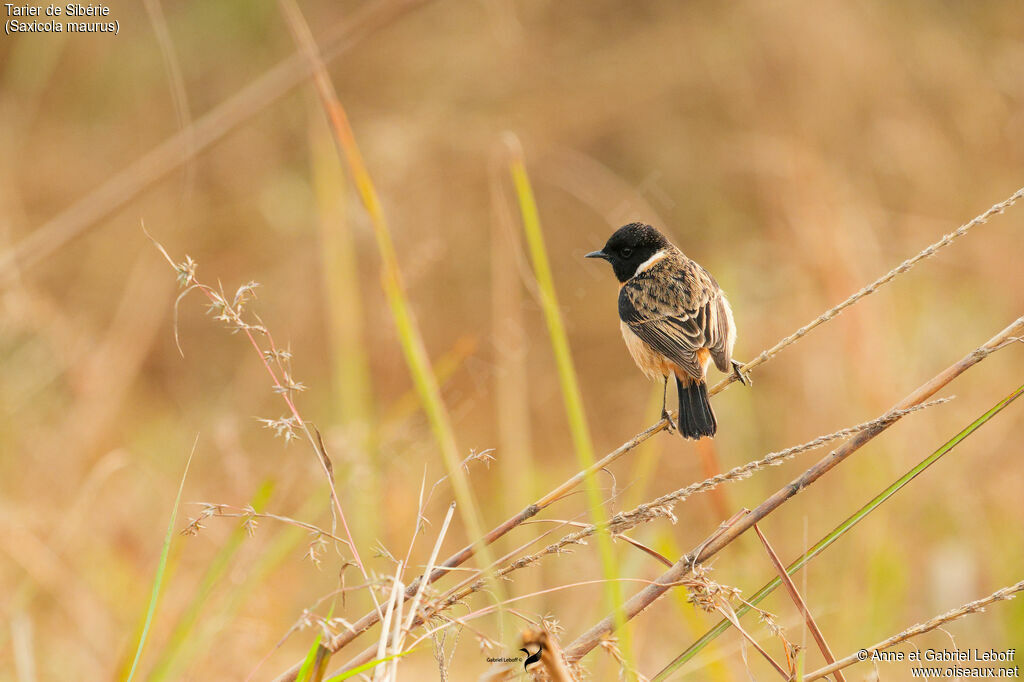 Tarier de Sibérie mâle