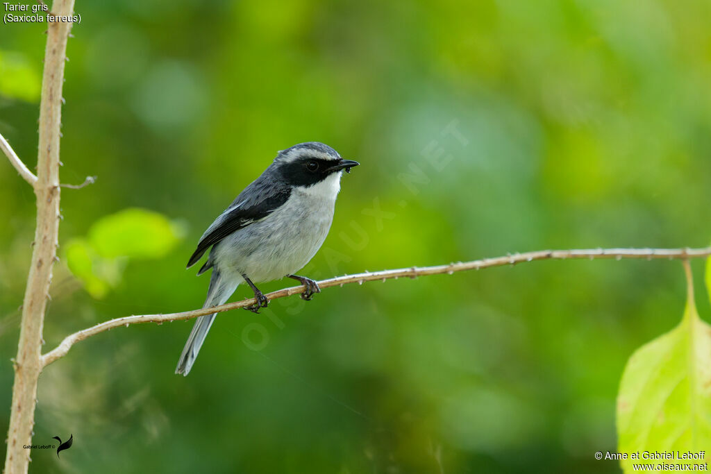 Tarier gris