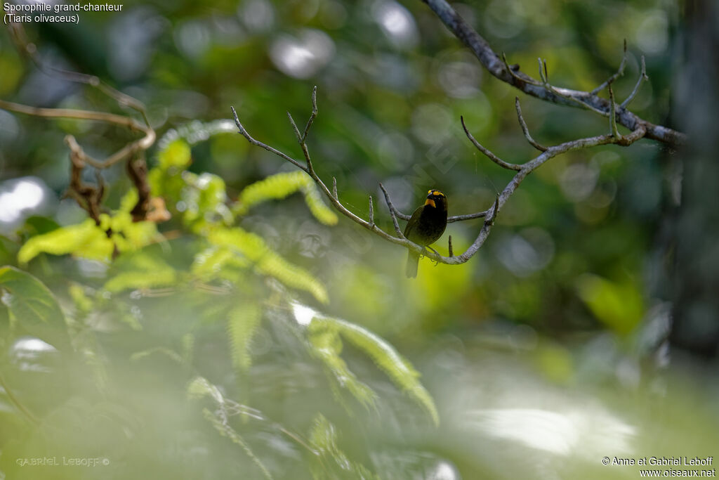 Yellow-faced Grassquit