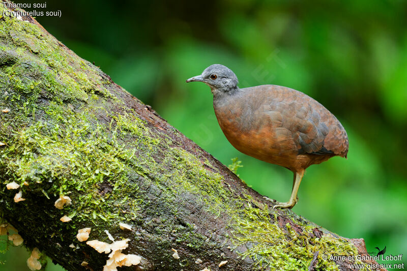 Little Tinamou