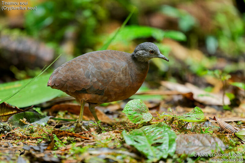 Little Tinamou