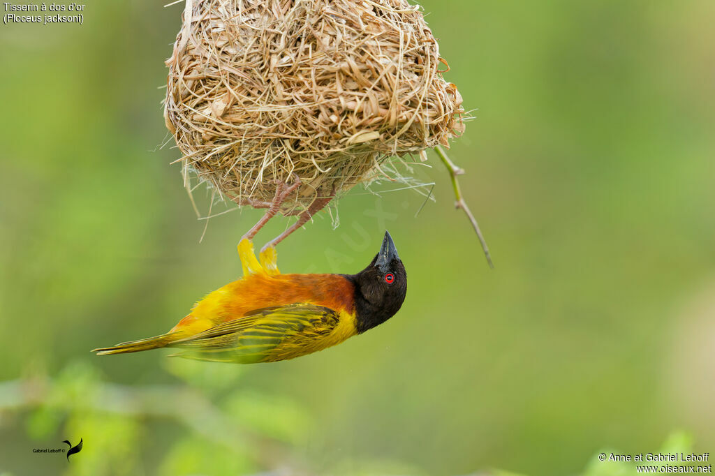 Tisserin à dos d'or mâle