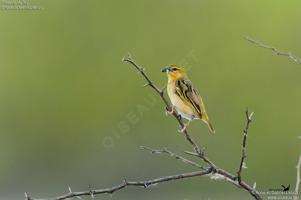 Tisserin du Nil femelle