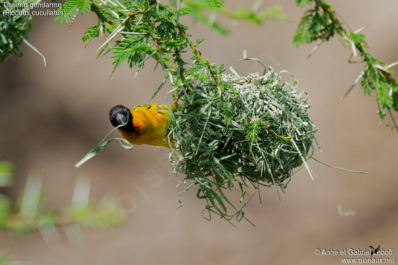 Village Weaver male adult, Reproduction-nesting